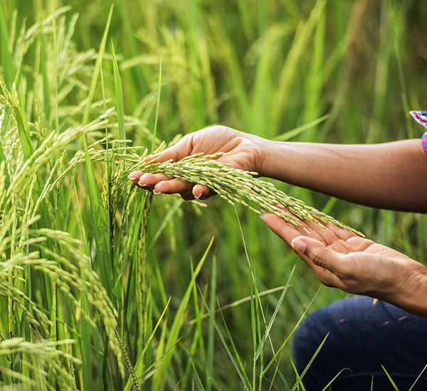 Quality Grain Export